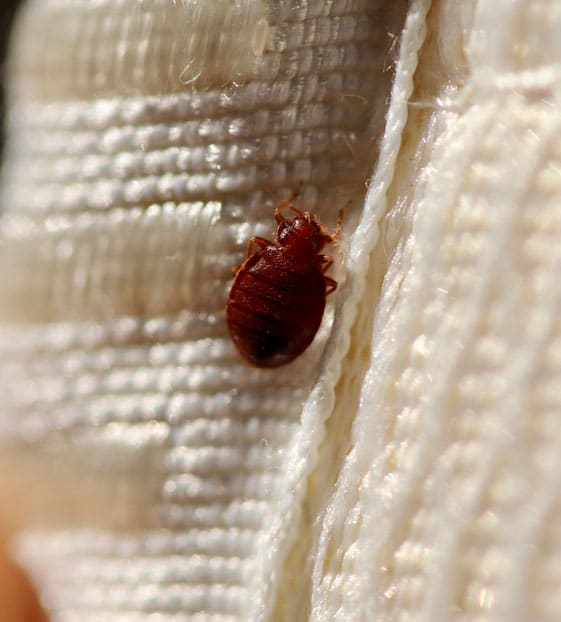 Bed Bugs Get Rid Of The Mess